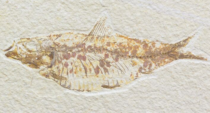 Bargain, Knightia Fossil Fish - Wyoming #42364
